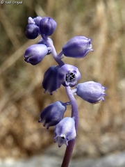 Muscari parviflorum