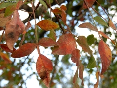 Pistacia terebinthus palaestina