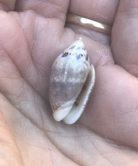 Oliva ozodona sandwicensis