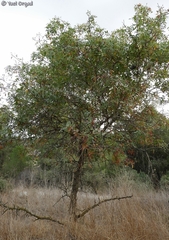Pistacia terebinthus palaestina