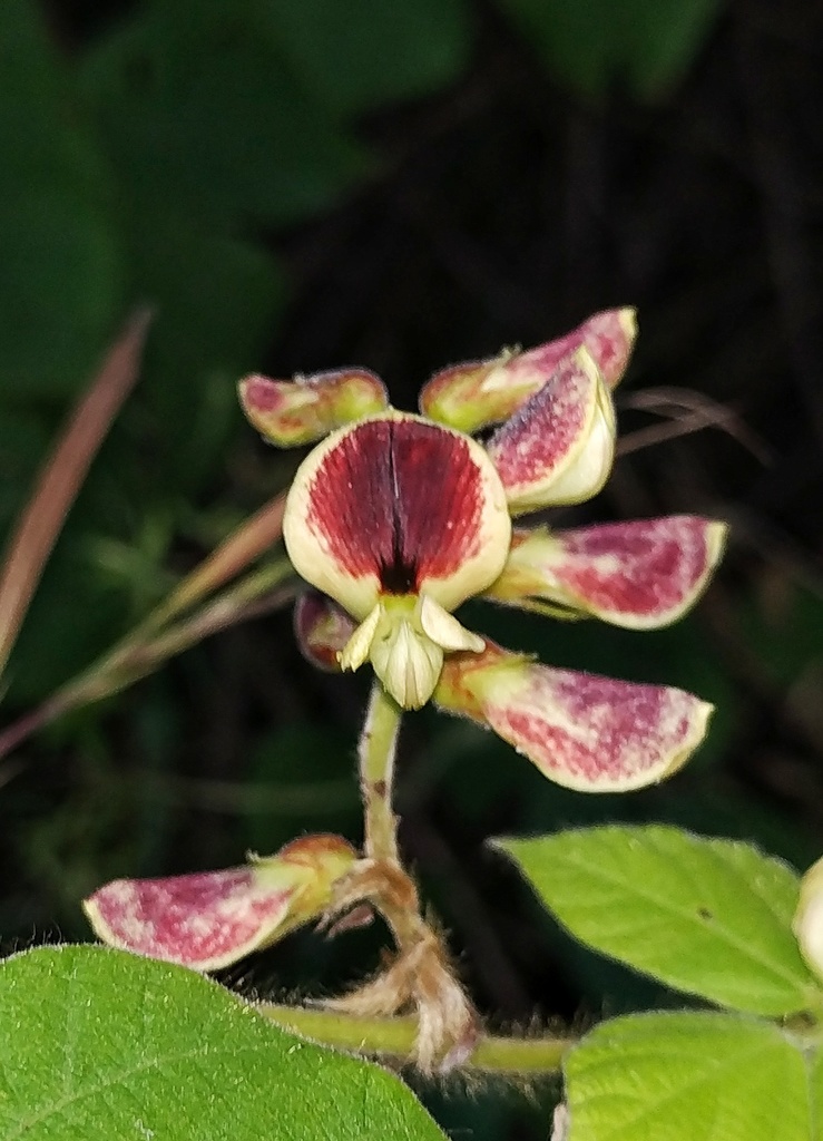 Rhynchosia rothii