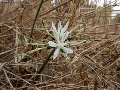 Vagaria parviflora
