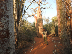 Adansonia