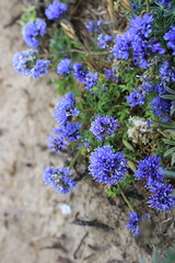 Gilia capitata pacifica