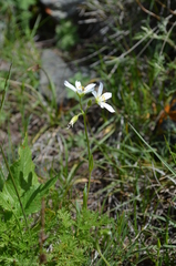 Cerastium maximum