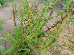 Rumex palustris, photograph (c) Josep Gesti, some rights reserved (CC BY-SA)
