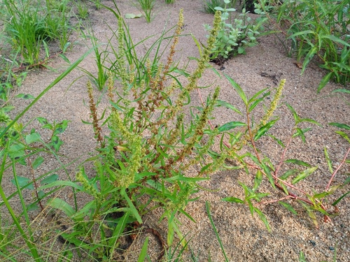 Marsh Dock (Rumex palustris)