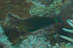 Halichoeres marginatus