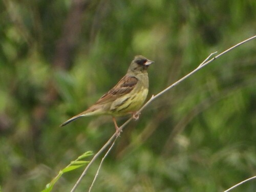 Black-faced Bunting, HV9P+G6F, Chengdong District, Xining, Qinghai, Chiny, 810015, photo 9 of 10