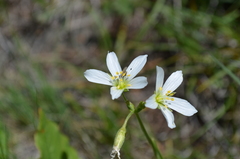 Cerastium maximum