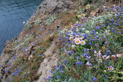 Gilia capitata pacifica