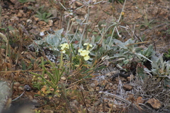 Erysimum concinnum