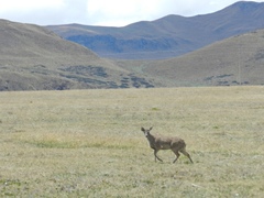 Odocoileus virginianus ustus