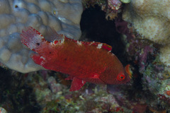 Cheilinus oxycephalus