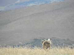 Odocoileus virginianus ustus