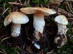 Inocybe pudica