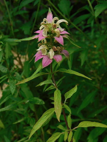 Monarda punctata iNat (1)