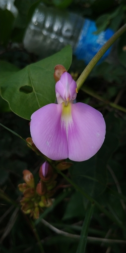 Canavalia gladiata observed 2019-11-03