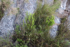 Viola decumbens decumbens