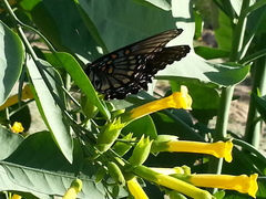 Limenitis arthemis arizonensis