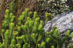 Erica phillipsii