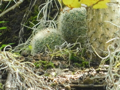Mammillaria densispina