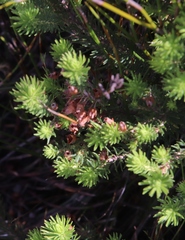 Erica phillipsii