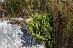 Erica phillipsii