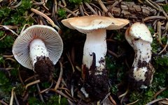 Inocybe pudica