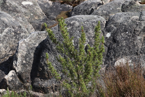 Image of Cliffortia dregeana by (c) Tony Rebelo, some rights reserved (CC BY-SA)