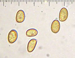 Inocybe pudica