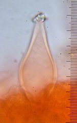 Inocybe pudica