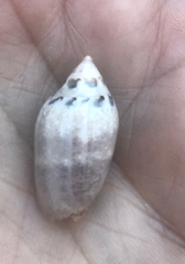 Oliva ozodona sandwicensis