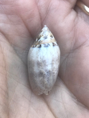 Oliva ozodona sandwicensis