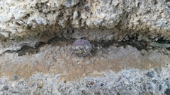 Armadillidium granulatum
