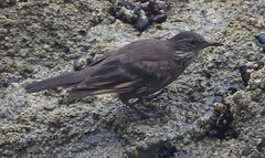 Cinclodes nigrofumosus