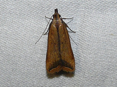 Dichomeris heriguronis