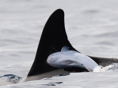 Whalesucker photo 1