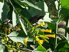 Limenitis arthemis arizonensis