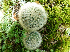 Mammillaria densispina