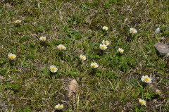 Trollius komarovii