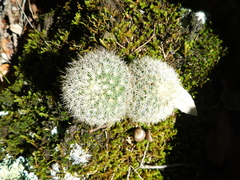 Mammillaria densispina