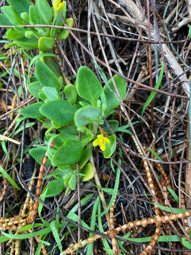Tetragonia implexicoma (Tetragonia implexicoma)