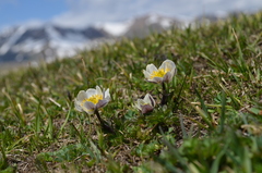 Trollius komarovii