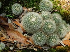 Mammillaria densispina