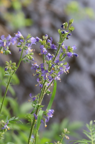 western Jacob's ladder (Polemonium occidentale)