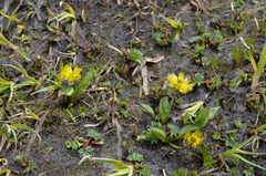 Oxygraphis glacialis