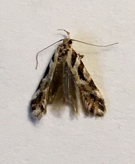 Aristotelia devexella