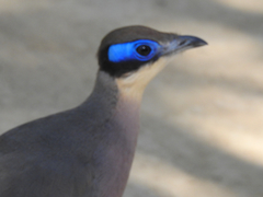 Coua ruficeps olivaceiceps