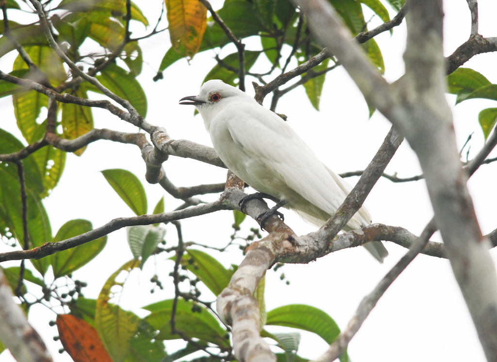 Black-tipped Cotinga (Carpodectes hopkei) photo